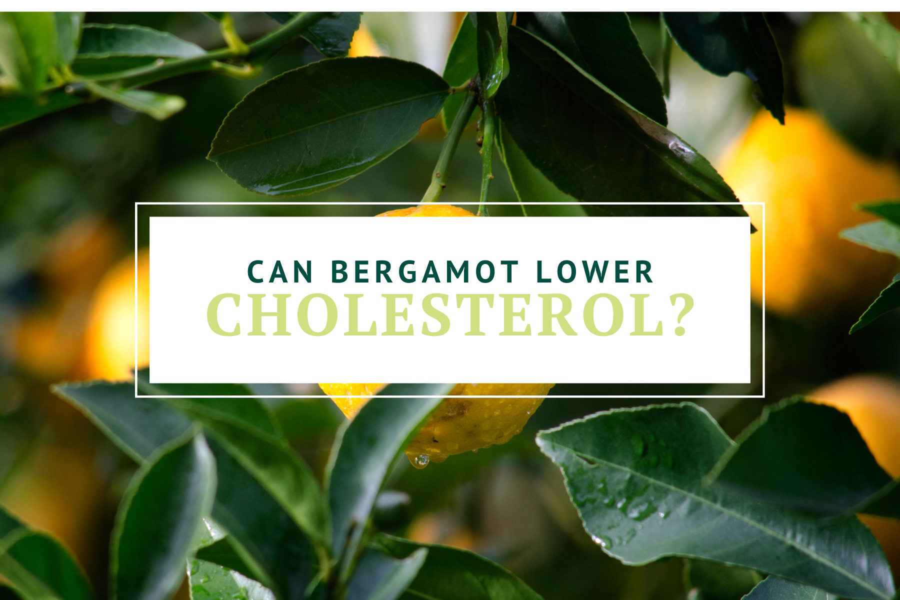 Can Bergamot Lower Cholesterol?