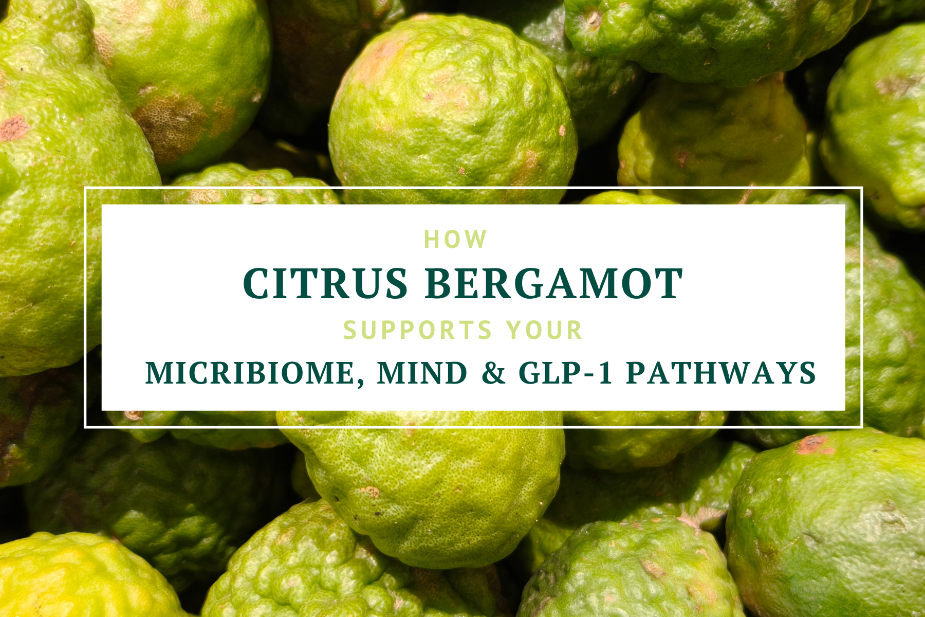 How Citrus Bergamot Supports your microbiome, mind & GLP-1 Pathways