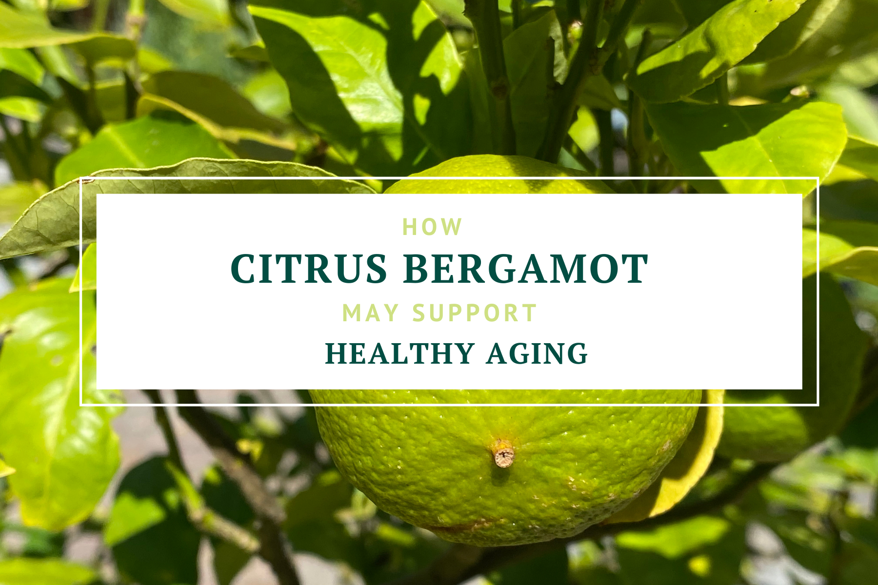 How Citrus Bergamot may support healthy aging