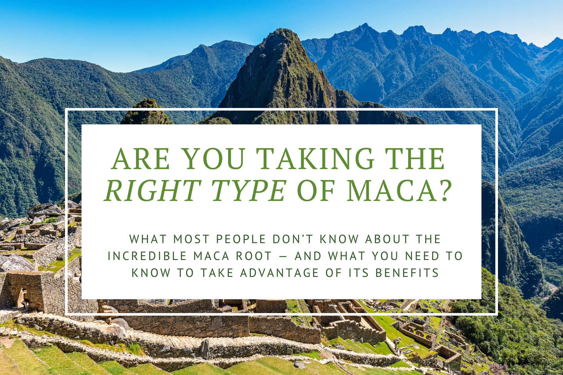 are you taking the right type of maca? black maca nourishing nutrients