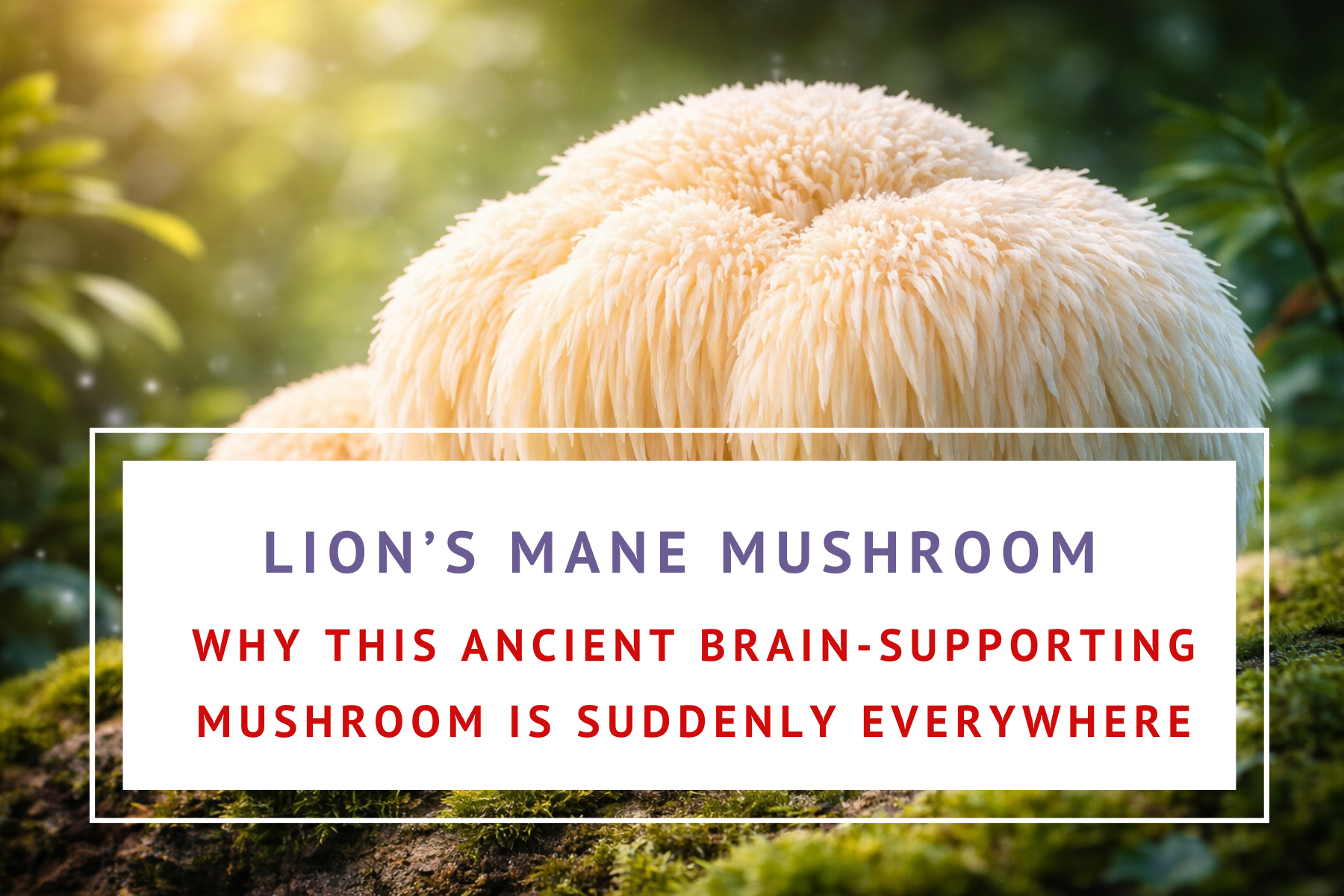 Lions mane mushrooms stimulate the brain nourishing nutrients mushroom powder