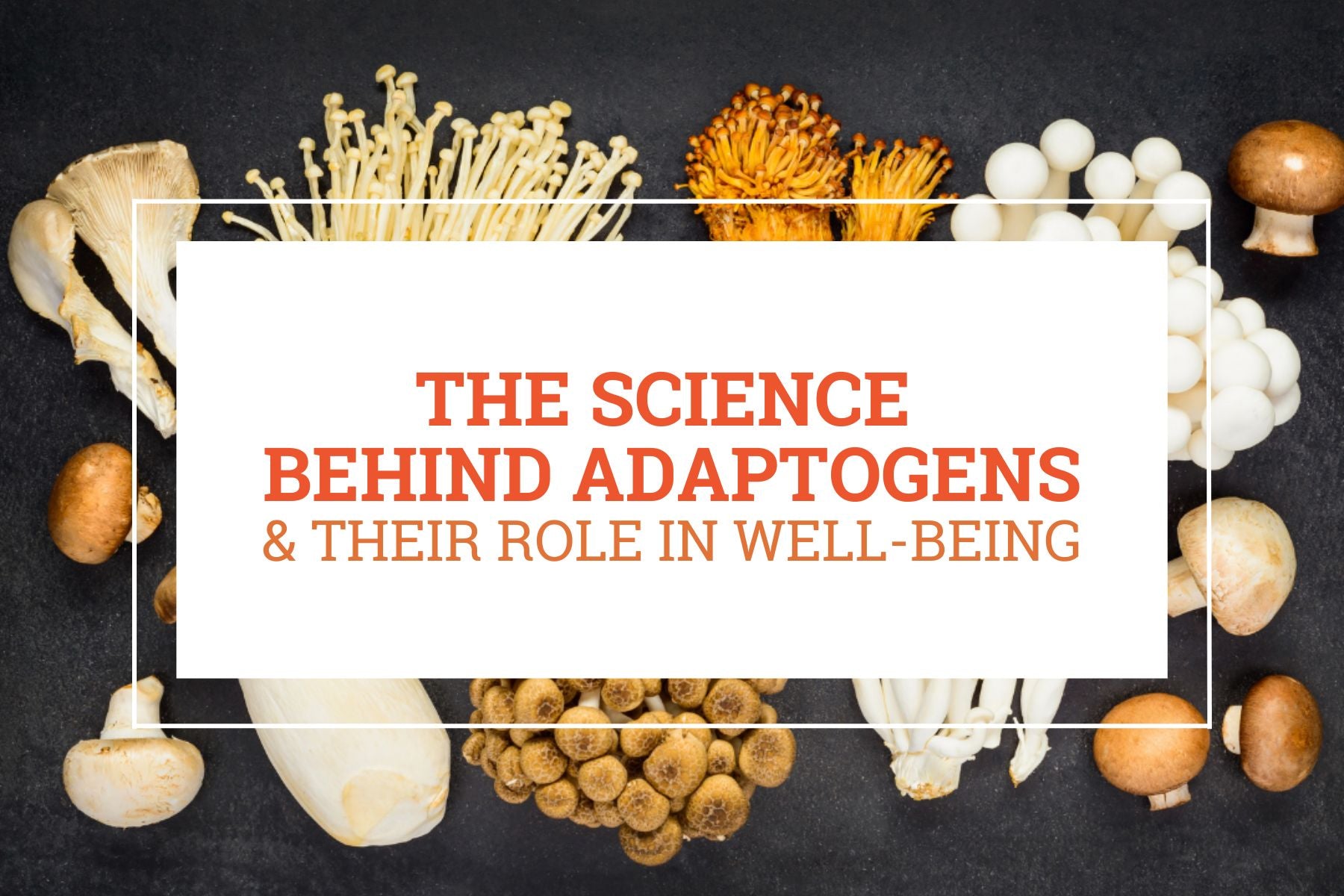 The Science Behind Adaptogens & Their Role in Well-Being