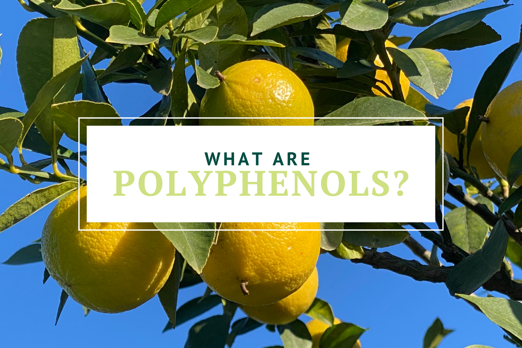 High polyphenol content in citrus bergamot