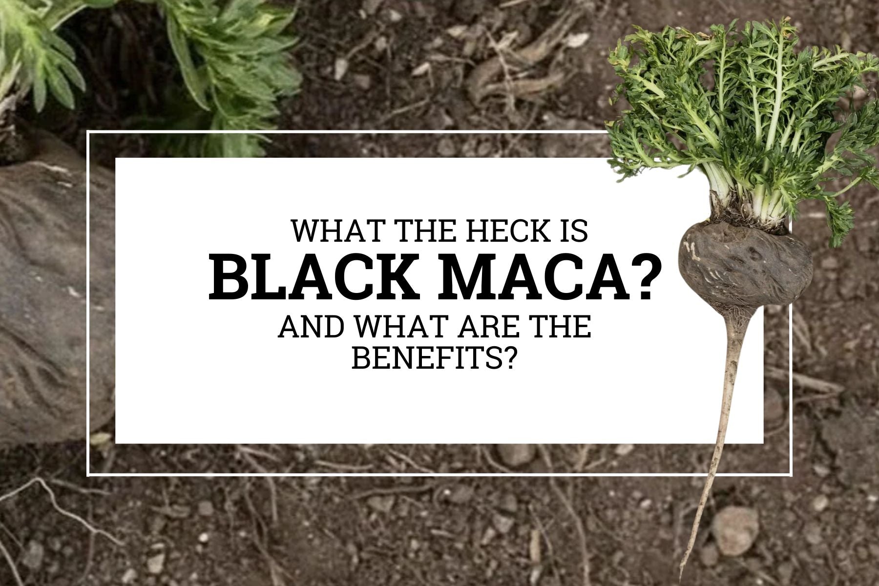 What the Heck is Black Maca?