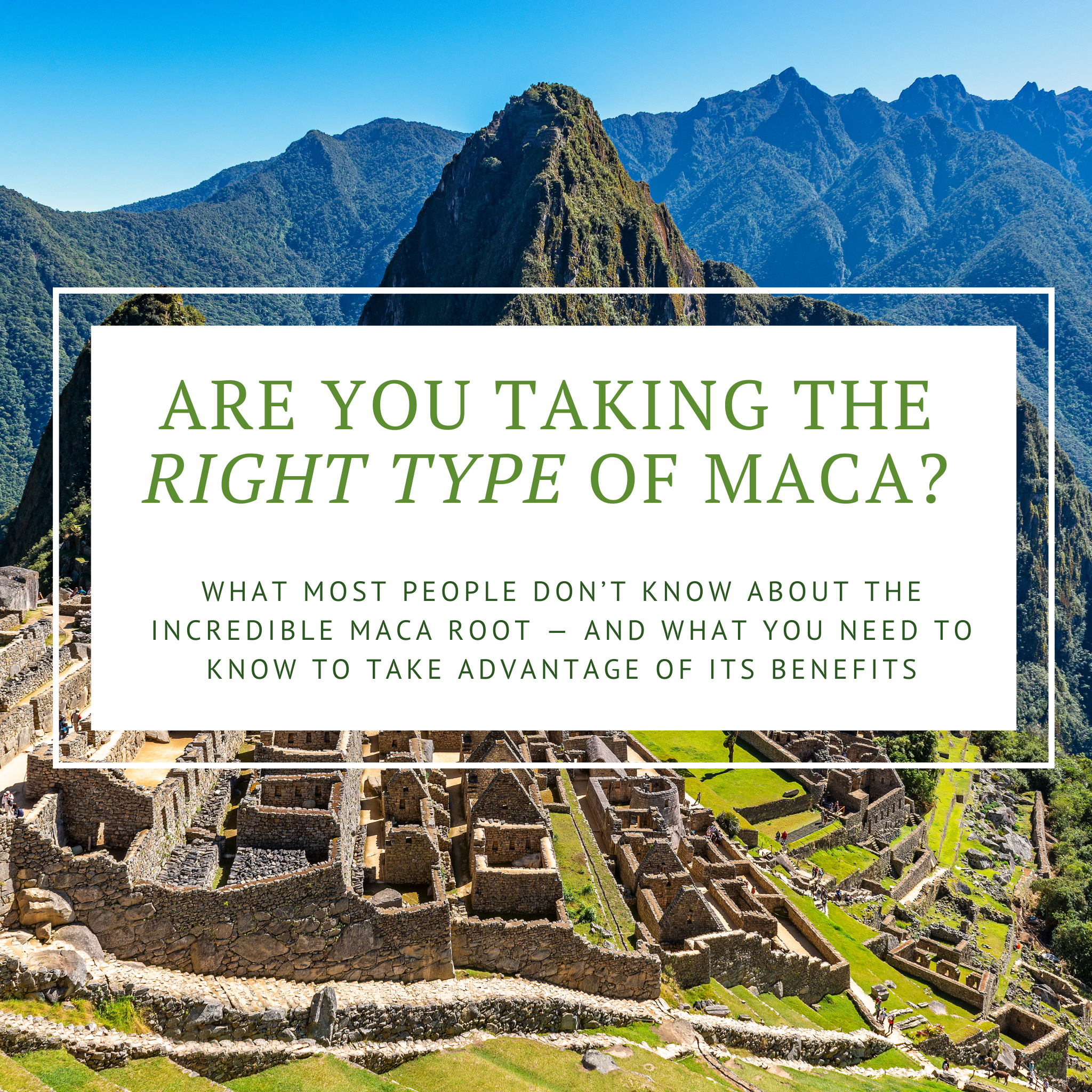 Are You Taking the Right Type of Maca?