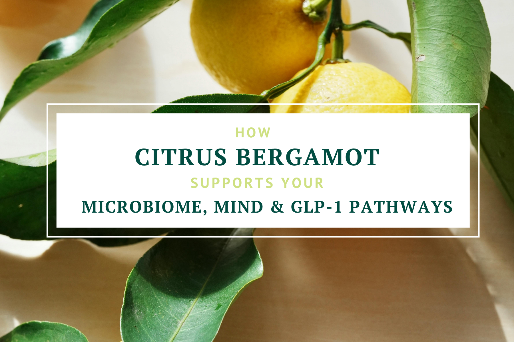 How Citrus Bergamot Supports your microbiome, mind & GLP-1 Pathways