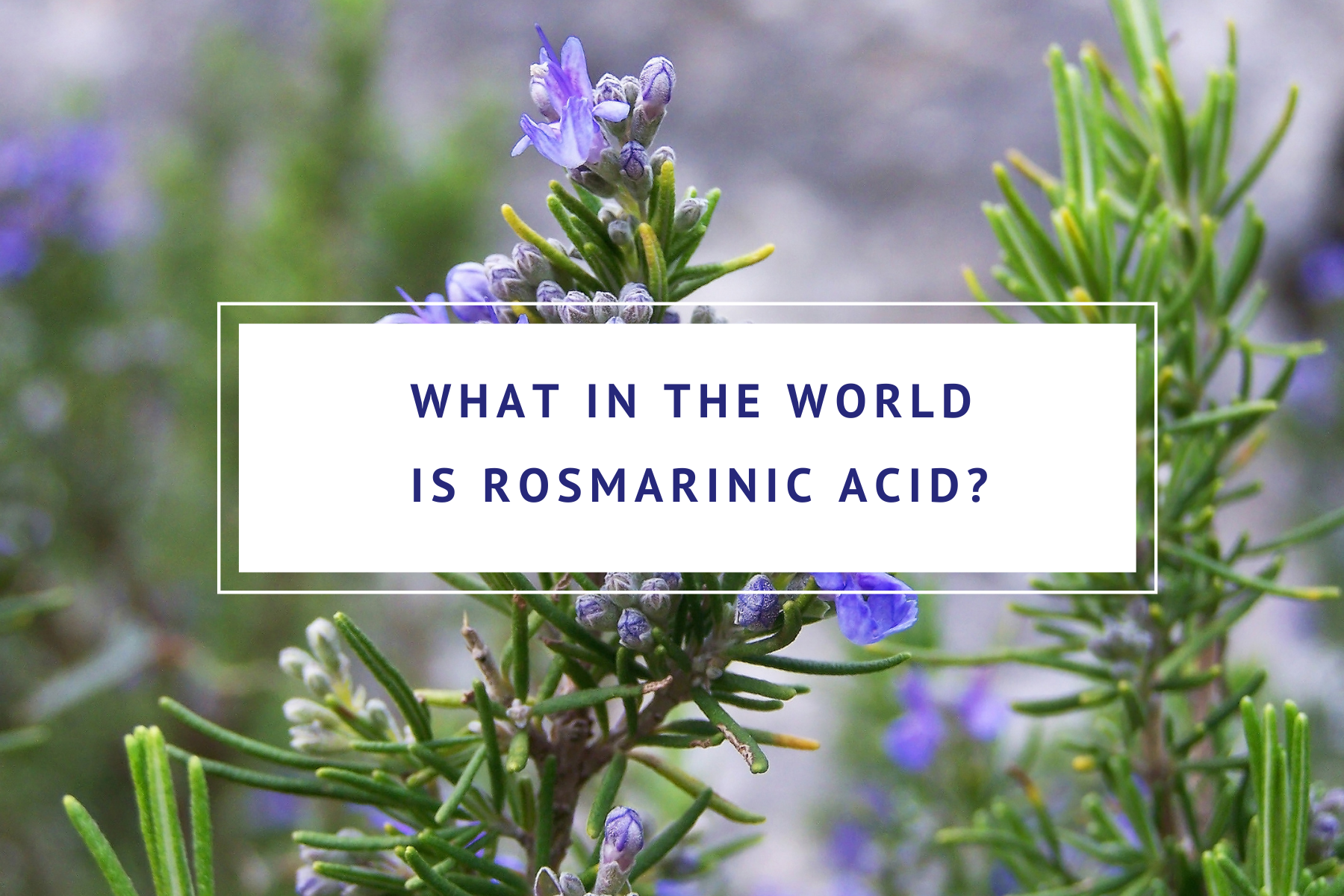 rosmarinic acid in perilla seed by nourishing nutrients