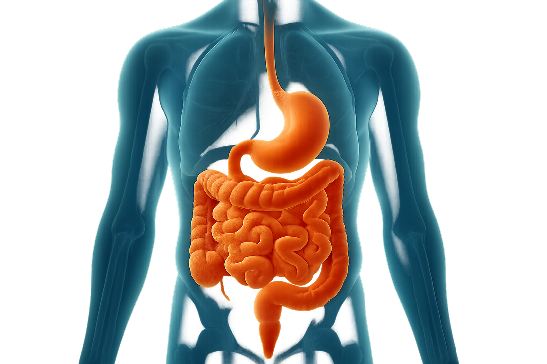 High-quality medical illustration of human digestive system with vibrant orange stomach and intestines on blue background - professional gut health supplements guide for digestive wellness