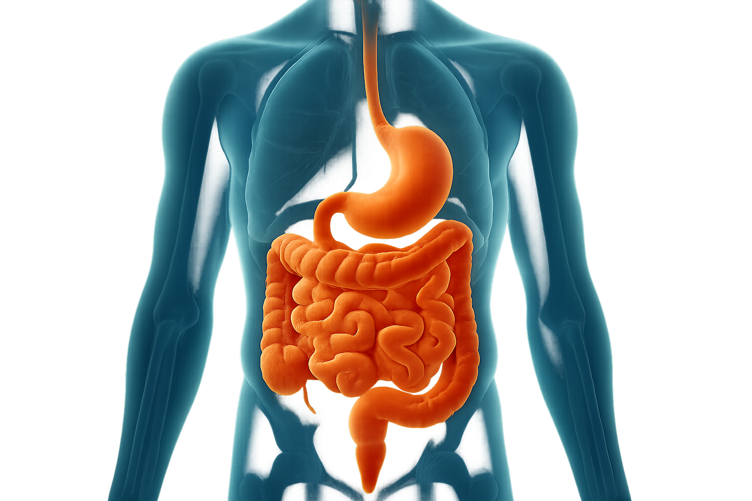 High-quality medical illustration of human digestive system with vibrant orange stomach and intestines on blue background - professional gut health supplements guide for digestive wellness