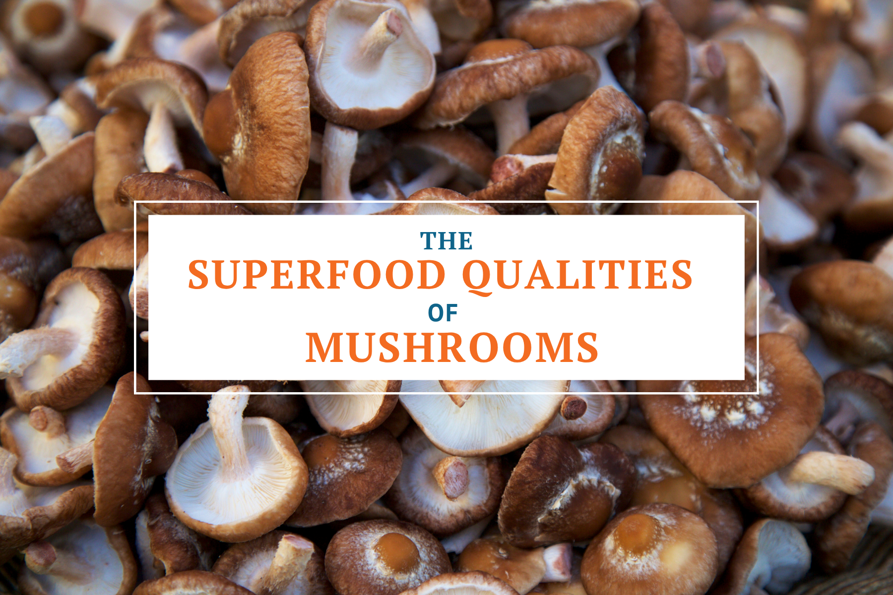 the superfood qualities of mushrooms and why you should add them to your diet