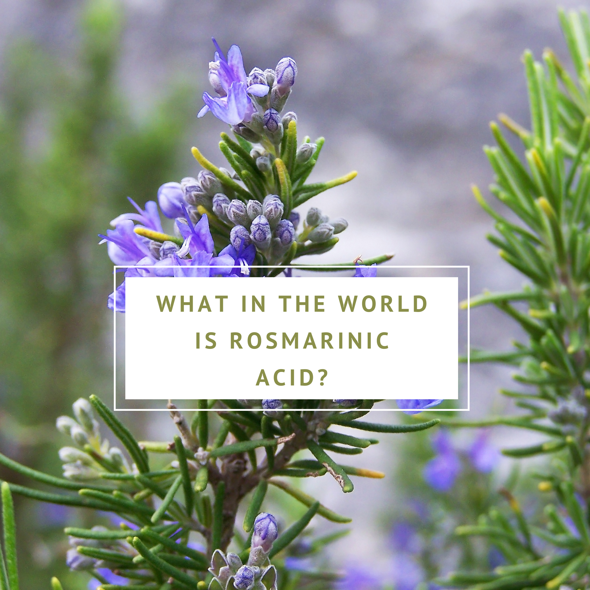 what in the world is rosmarinic acid from perilla seed benefits