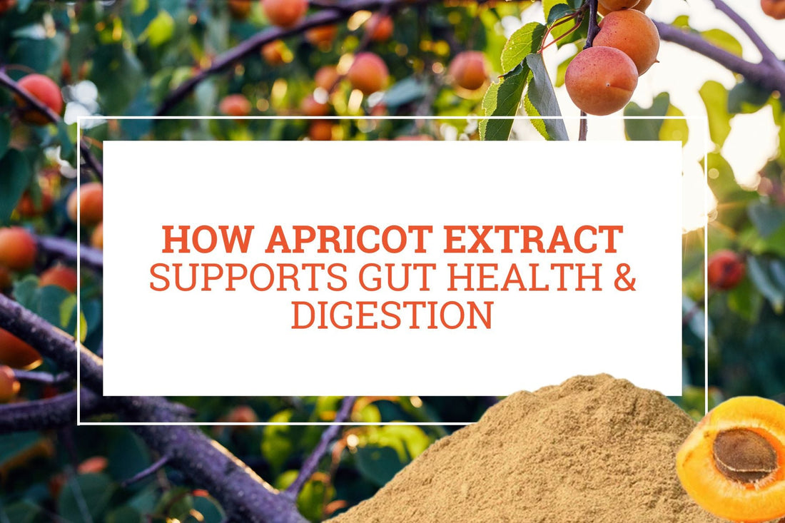 How Apricot Extract Supports Gut Health & Digestion