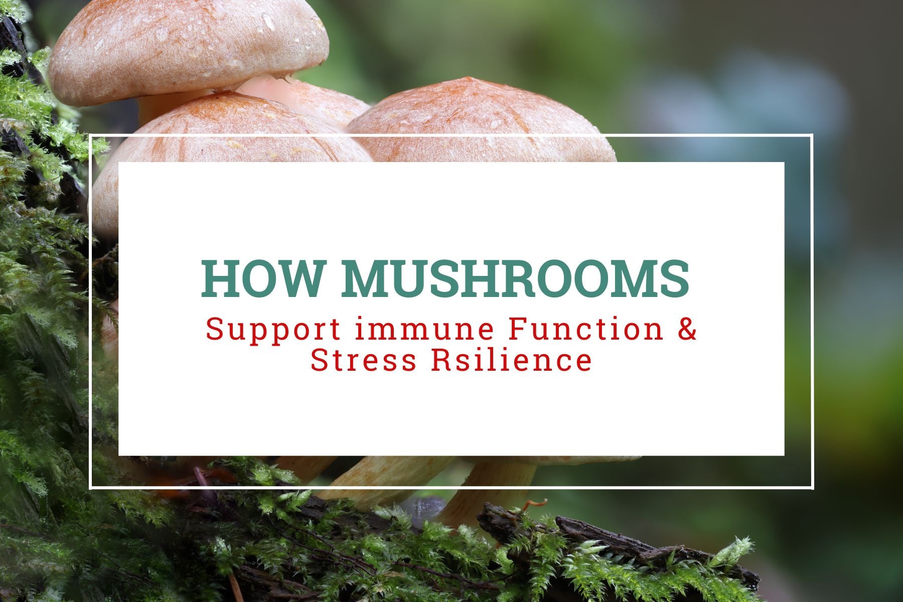 How Mushrooms Support Immune Function & Stress Resilience