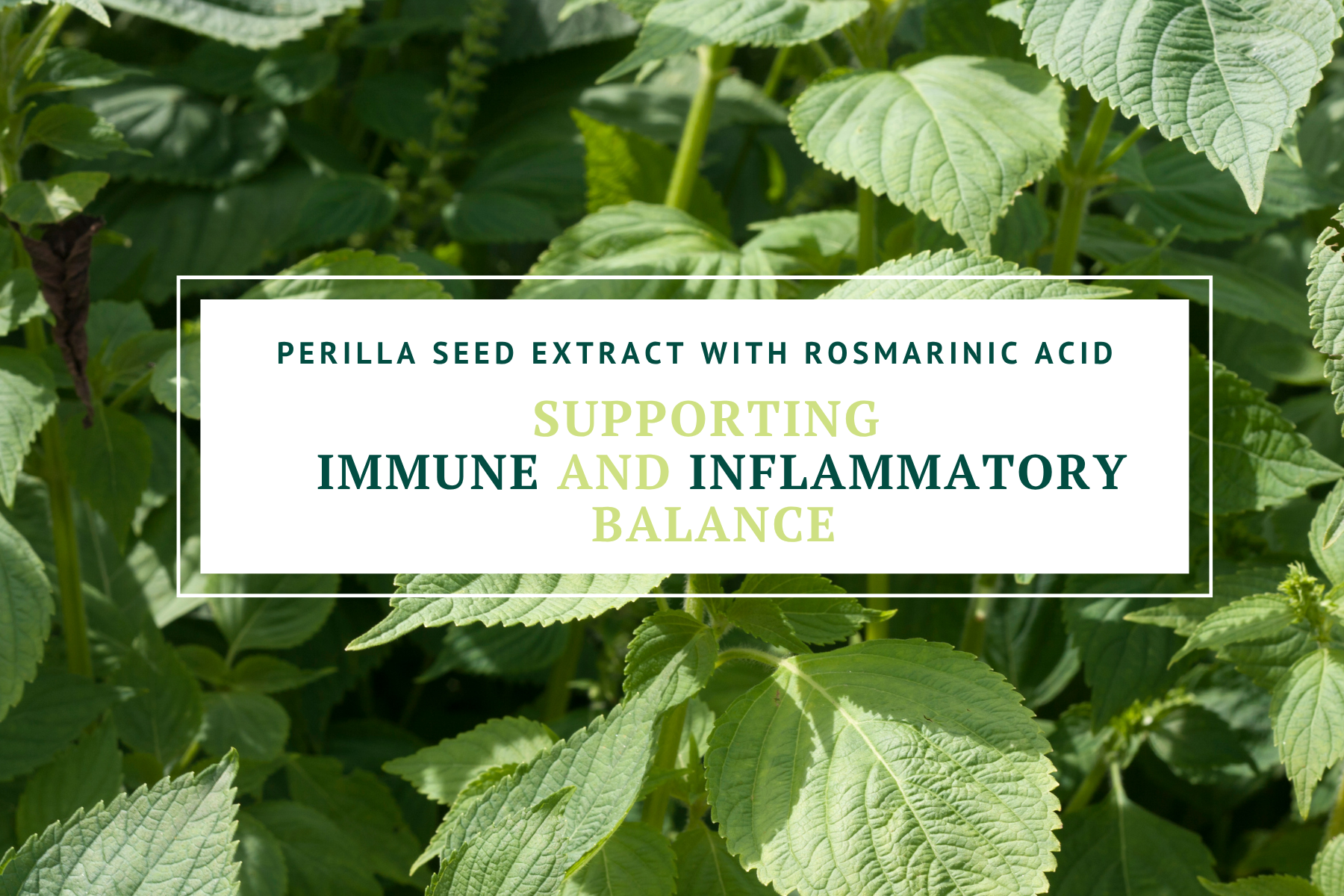 Nourishing Nutrients Perilla Seed with Rosamarinic Acid supports immune and inflammatory balance