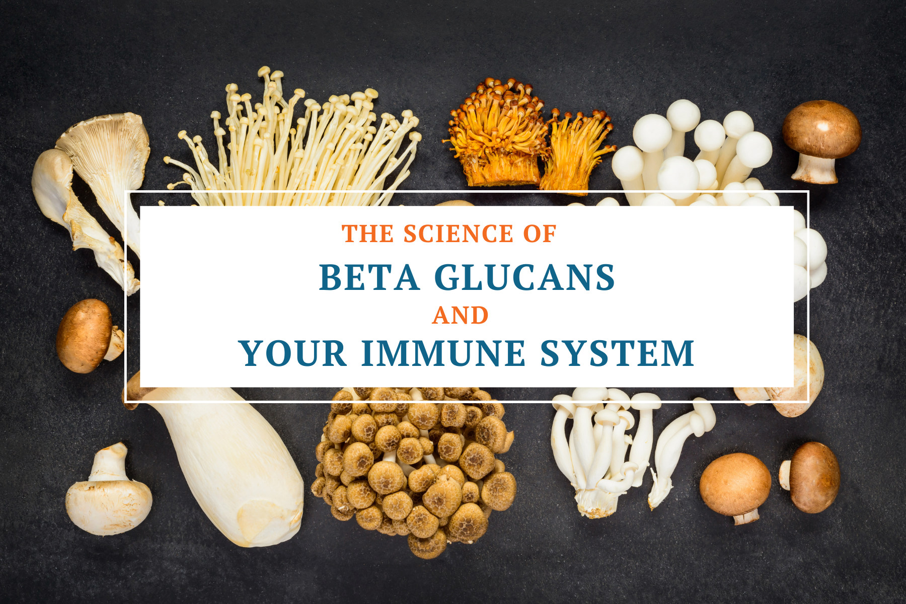 The science of beta glucans from Nourishing Nutrients Mushroom Powder Superfood 10 extract and your immune system