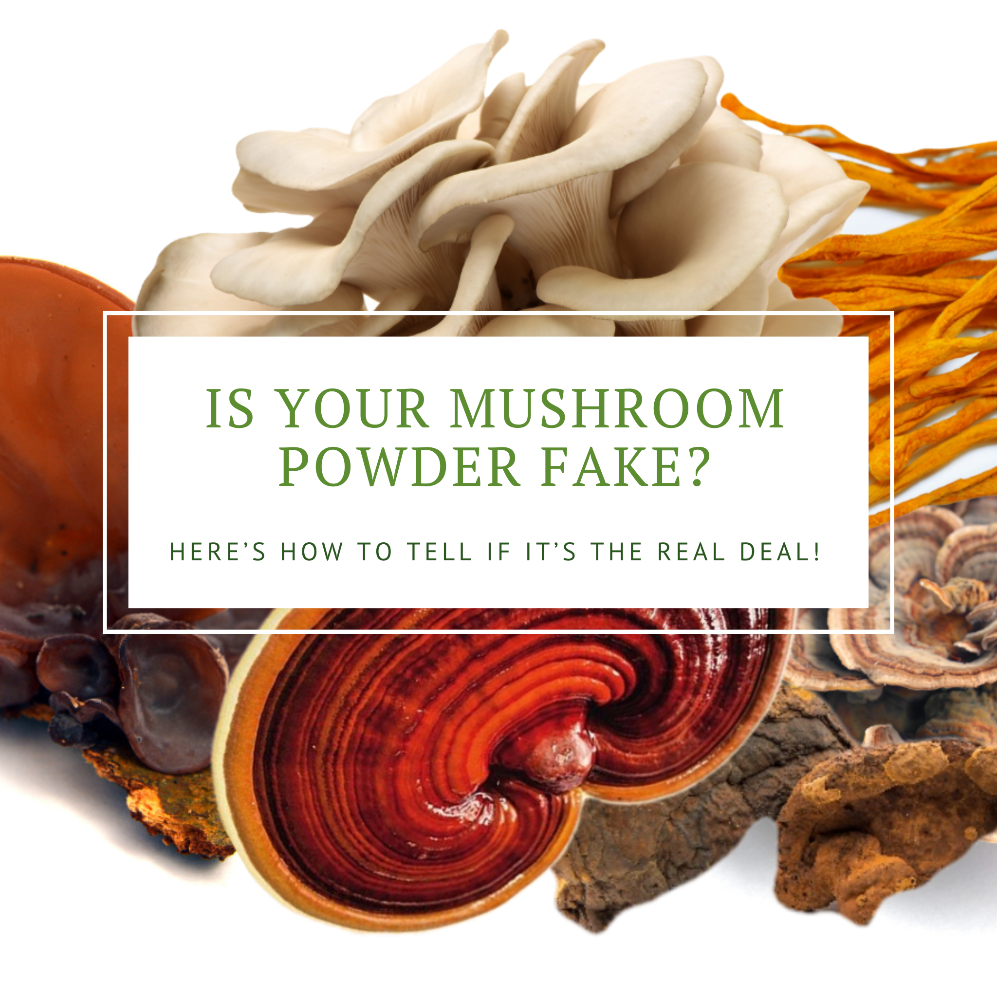 Is Your Mushroom Powder Fake? Here’s How to Tell if It’s the Real Deal!