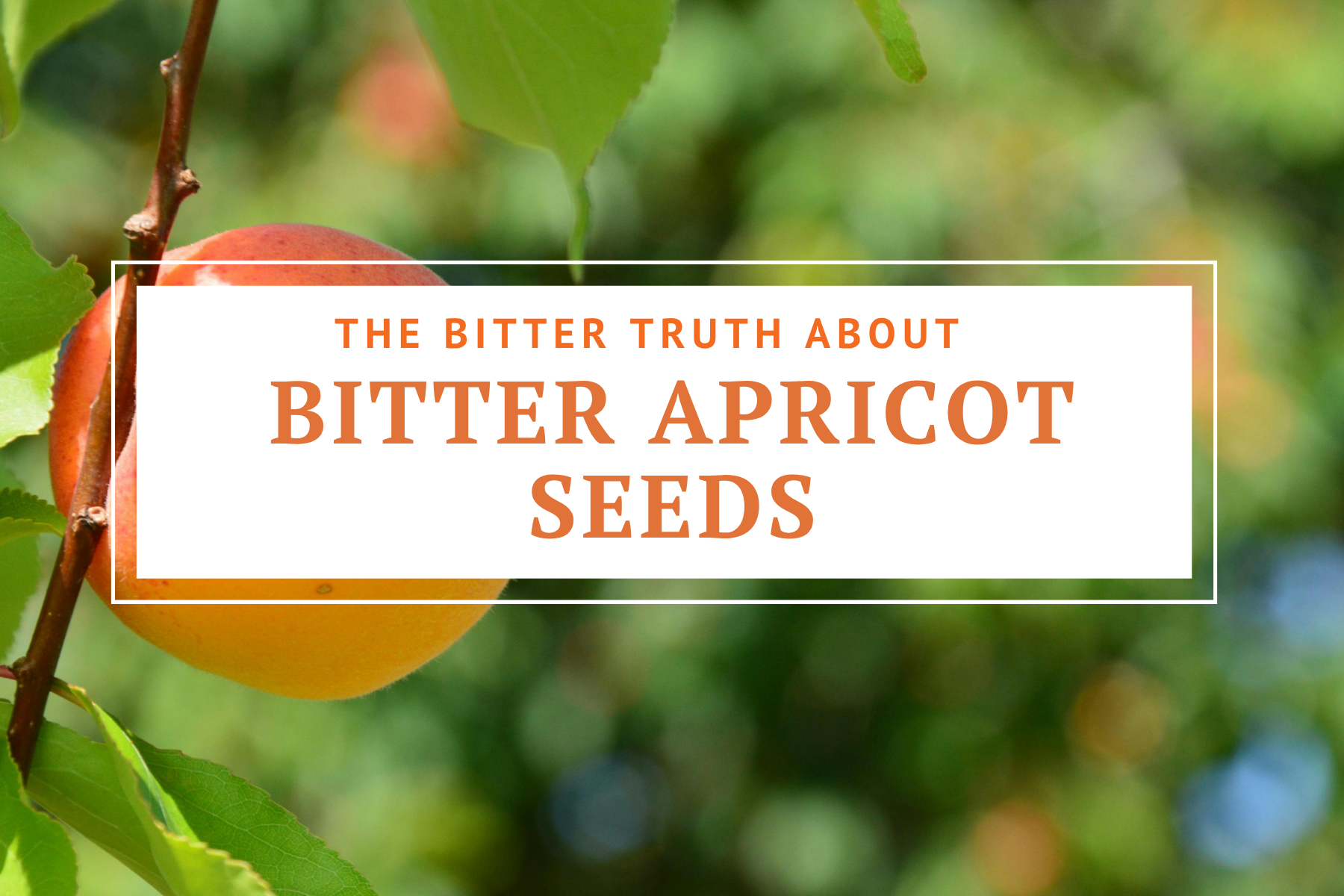 the bitter truth about bitter apricot seeds