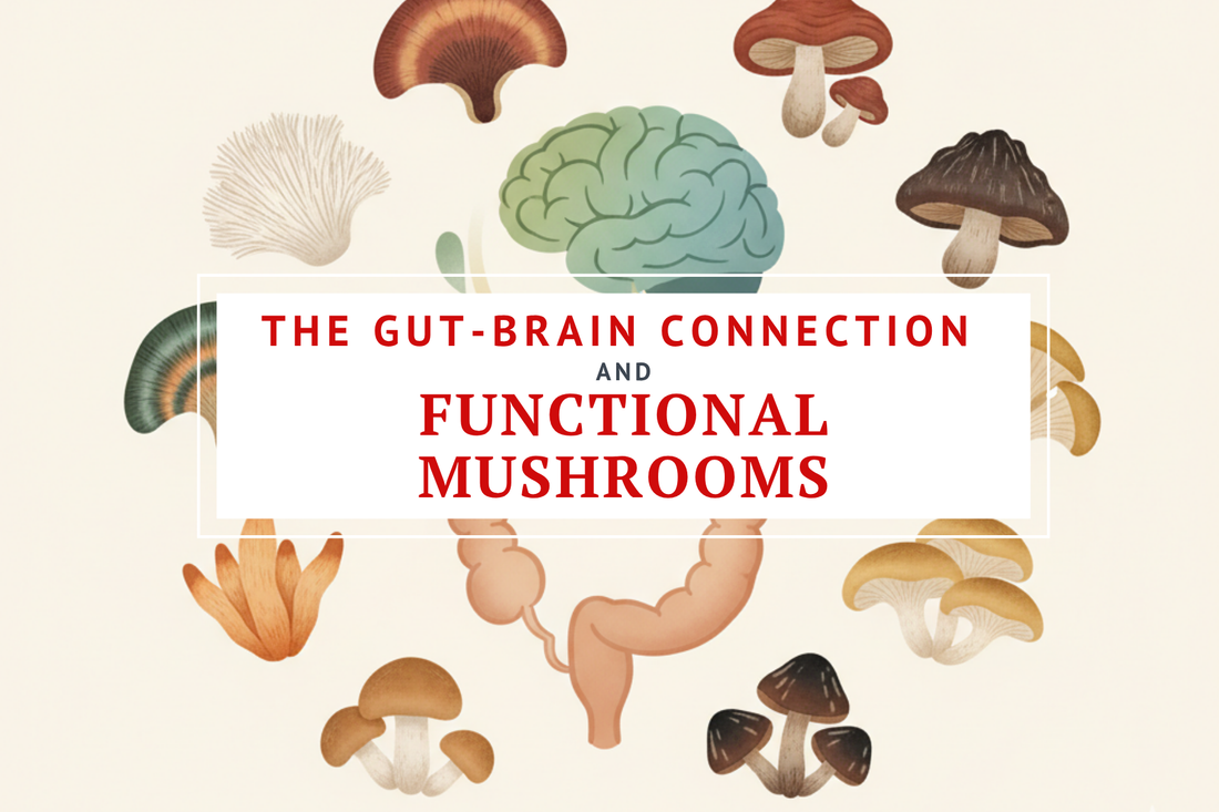 the gut brain connection, glp 1, and nourishing nutrients superfood mushroom blend