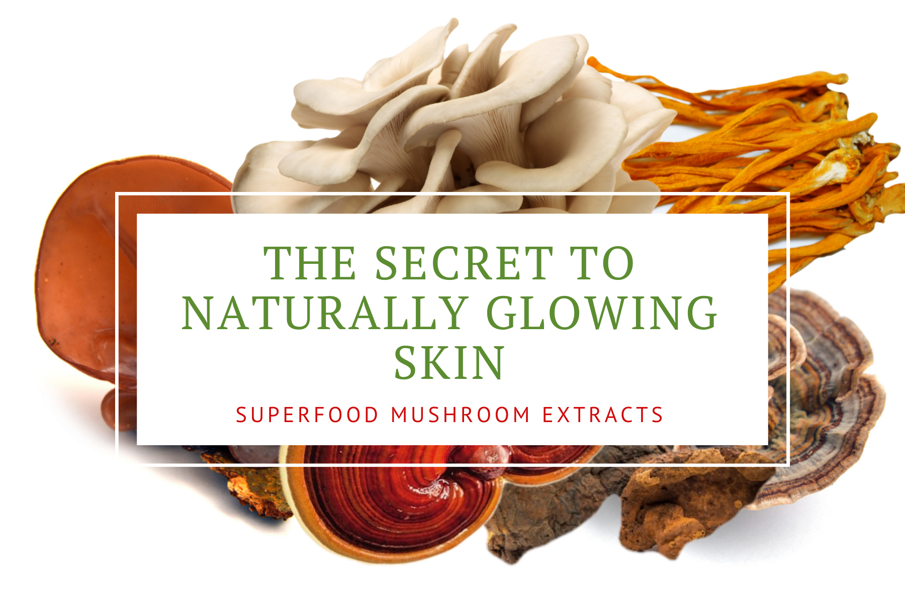 the secret to naturally glowing skin is superfood mushroom extracts nourishing nutrients