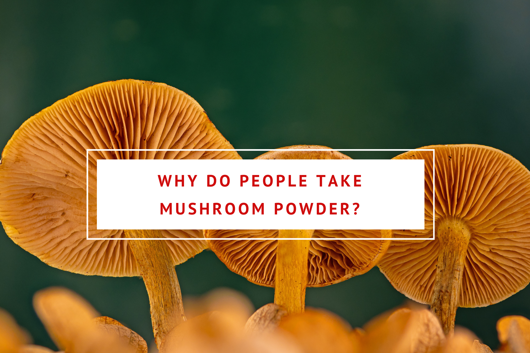 Why do people take nourishing Nutrients mushroom powder?